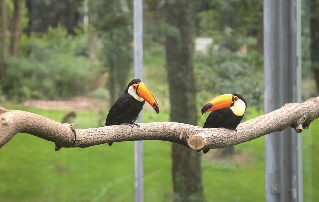 LABIOMISTA toucans perch on a branch ICON MAGAZINE